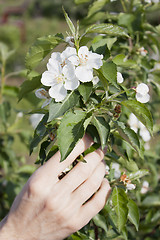 Image showing Hand of the gardener and the flowers of apple trees