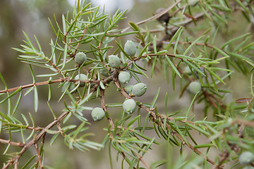 Image showing Juniper twig and berries