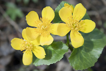 Image showing Marsh marigold blossoms in April