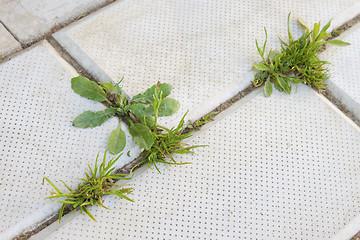 Image showing Grass grows on the pavement