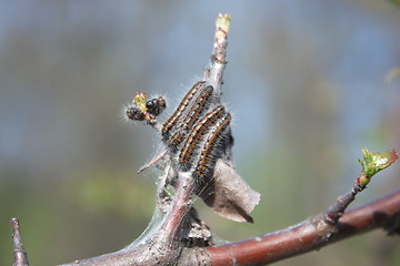 Image showing Caterpillars of butterflies on a tree branch