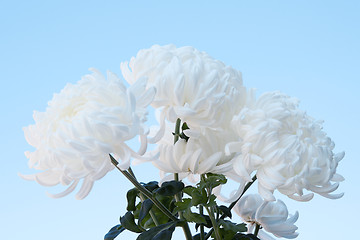 Image showing White fluffy chrysanthemums