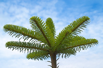 Image showing Pine on sky