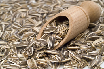Image showing Seeds