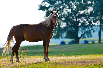 Image showing A wild horse head profile portrait