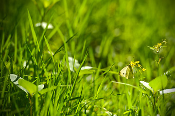 Image showing Butterfly sun bathing