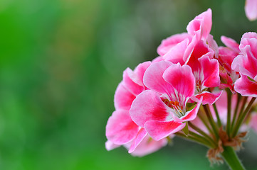 Image showing Bright red flowers