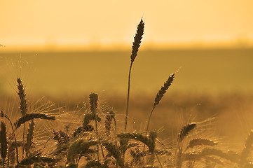 Image showing Ripe wheat