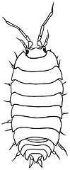 Image showing Woodlouse - monochrome drawing