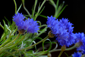 Image showing Beautiful cornflowers