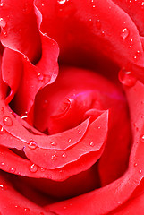 Image showing Red rose petals