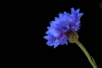 Image showing Beautiful cornflower