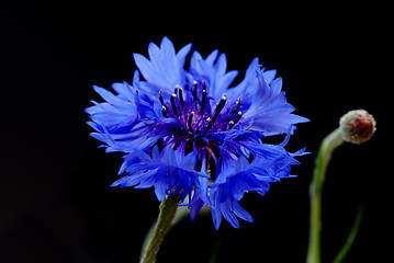 Image showing Beautiful cornflower