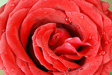 Image showing Red rose petals