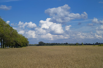 Image showing Coreal field