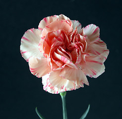 Image showing Carnation