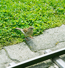 Image showing A friendly song thrush feeding.