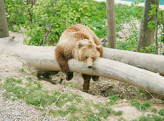 Image showing Brown bear in bear park of Bern, Switzerland 