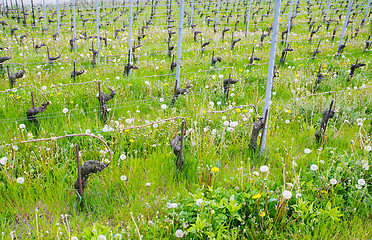 Image showing Close view of vineyards