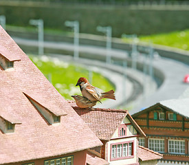 Image showing Couple song house sparrow mating