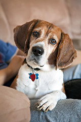 Image showing Beagle Dog on the Couch