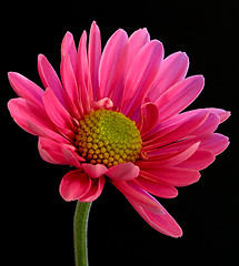 Image showing Bold Daisy