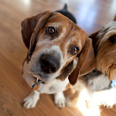 Image showing Beagle Head Tilt