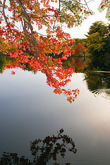 Image showing Colorful Fall Foliage Over the Water