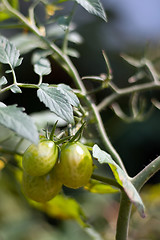 Image showing Grape Tomatoes On the Vine