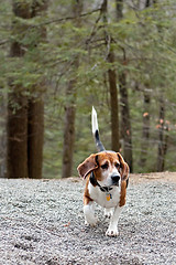 Image showing Beagle Hunting Dog
