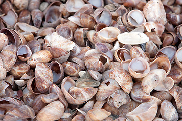 Image showing Piled Sea Shells