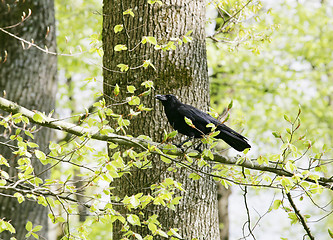 Image showing A strutting Black Crow with a peanut. 