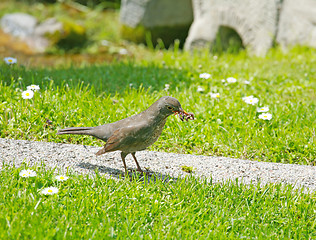 Image showing Mother bird hunting for food for the young ones. Song Thrush cat