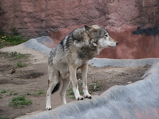 Image showing wolf