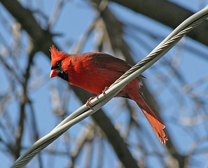 Image showing Cardinal on a Wire