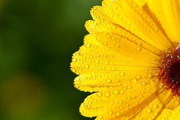 Image showing yellow gerber petals 