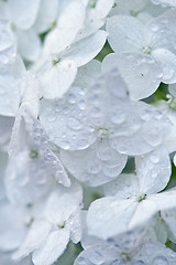 Image showing white hydrangea