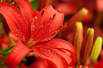 Image showing red lilly flowers