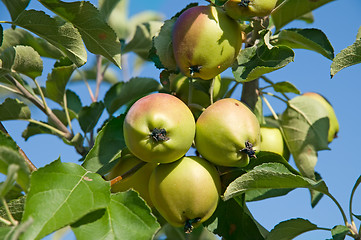 Image showing Apples