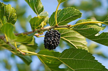 Image showing Berry of a mulberry