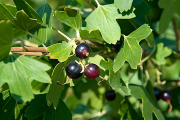 Image showing Black-currant