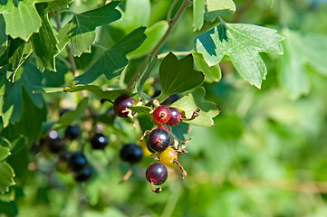 Image showing Black-currant