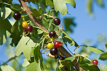 Image showing Black-currant