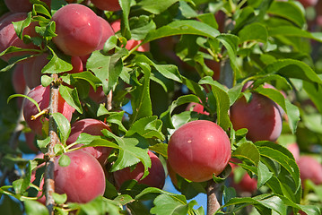 Image showing Plum