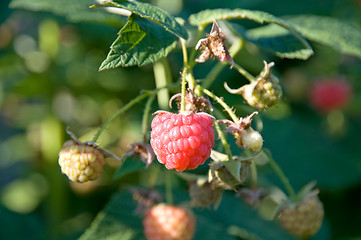 Image showing Raspberries