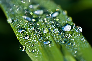 Image showing Dew