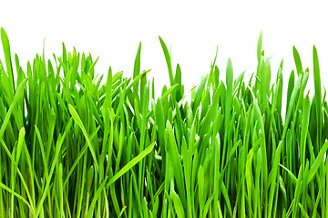 Image showing Grass