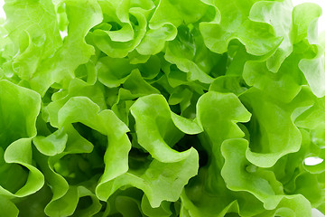 Image showing Lettuce