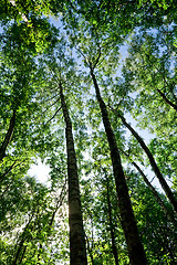 Image showing Forest