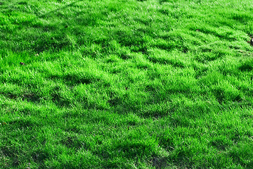 Image showing Green grass